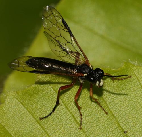 Réf. 324 670 : Tenthredo rubricoxis
